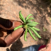 XYLOPIA GREEN - HABEŠSKÝ PEPŘ